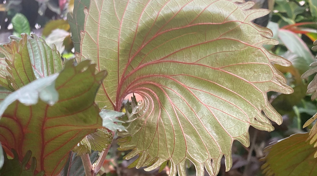 Inspiration: Fluidity of Form in Nature